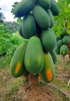 Papaya